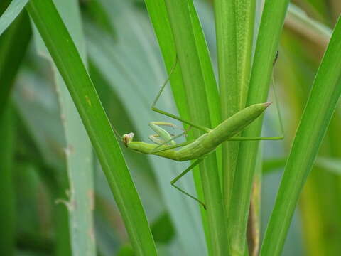 Image of Chinese Mantid