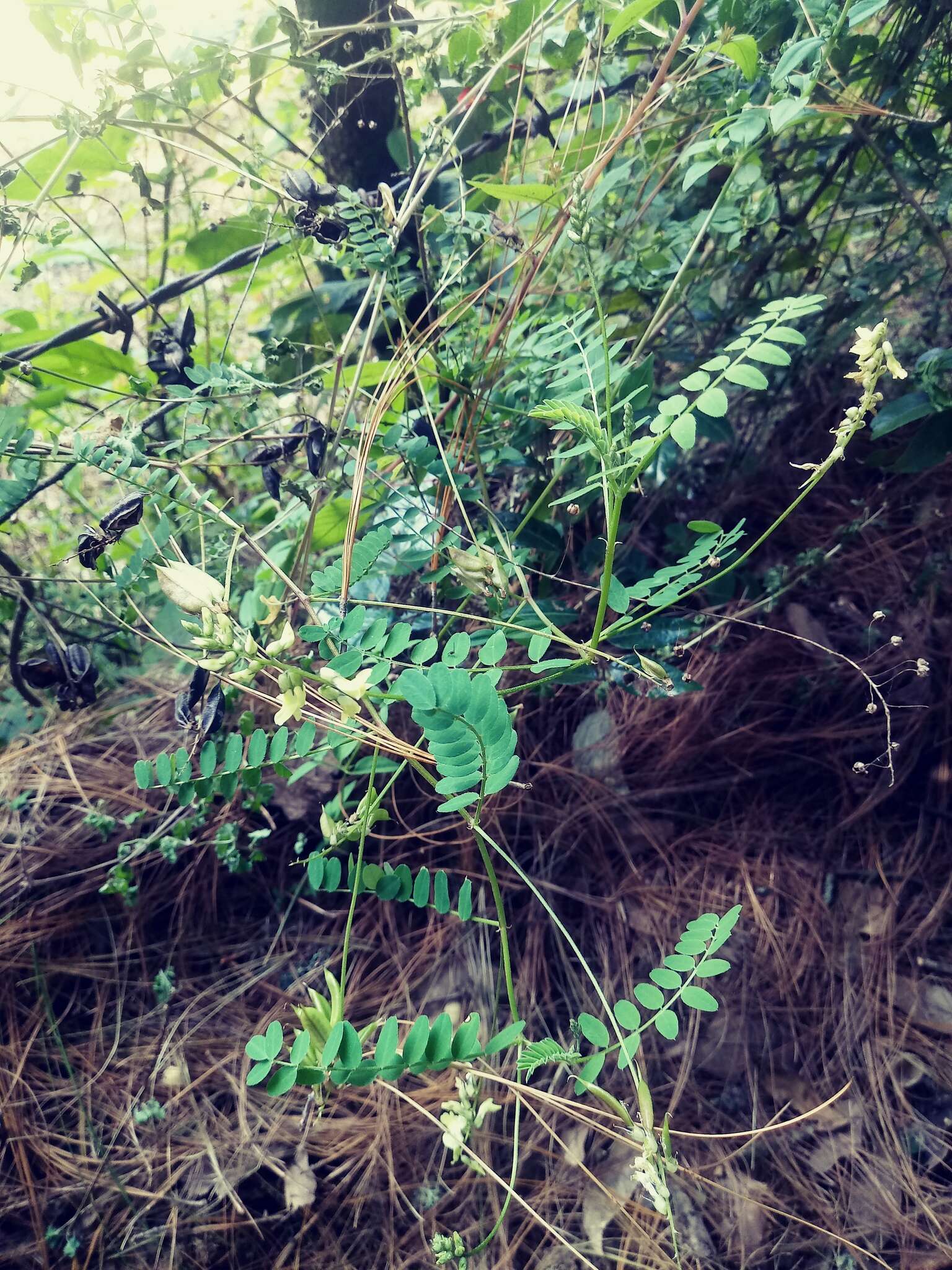 Image of Astragalus guatemalensis Hemsl.