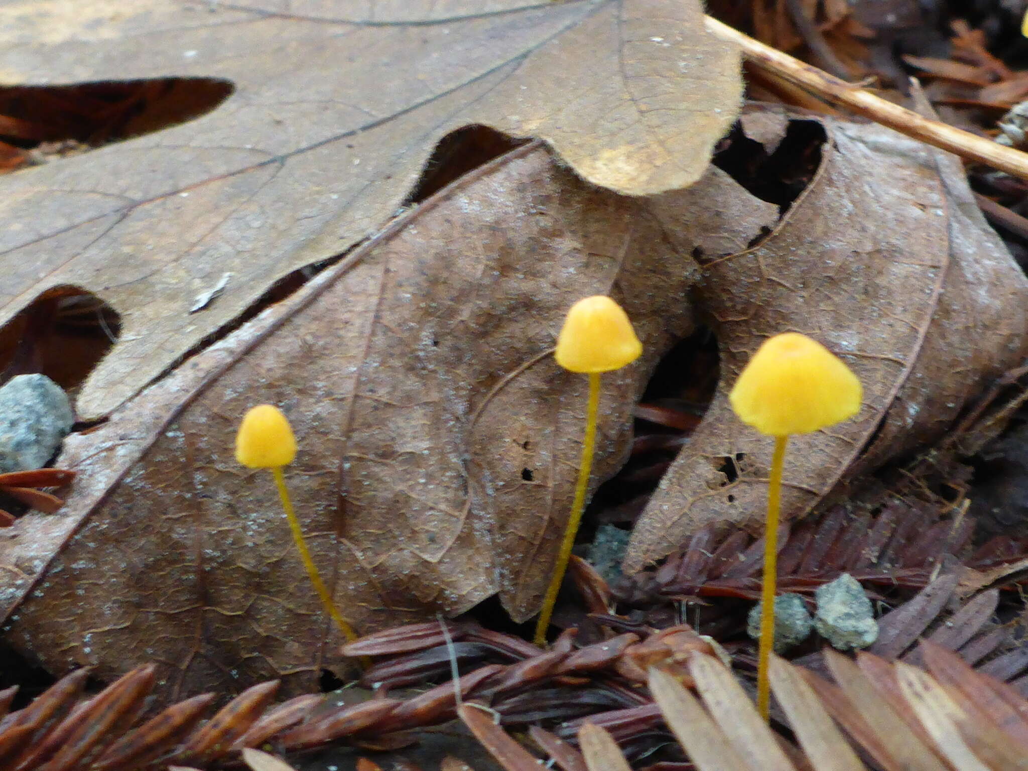 Image of Mycena oregonensis A. H. Sm. 1936