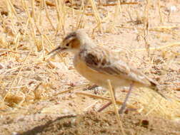 Imagem de Chersomanes albofasciata barlowi White & Cmn 1961