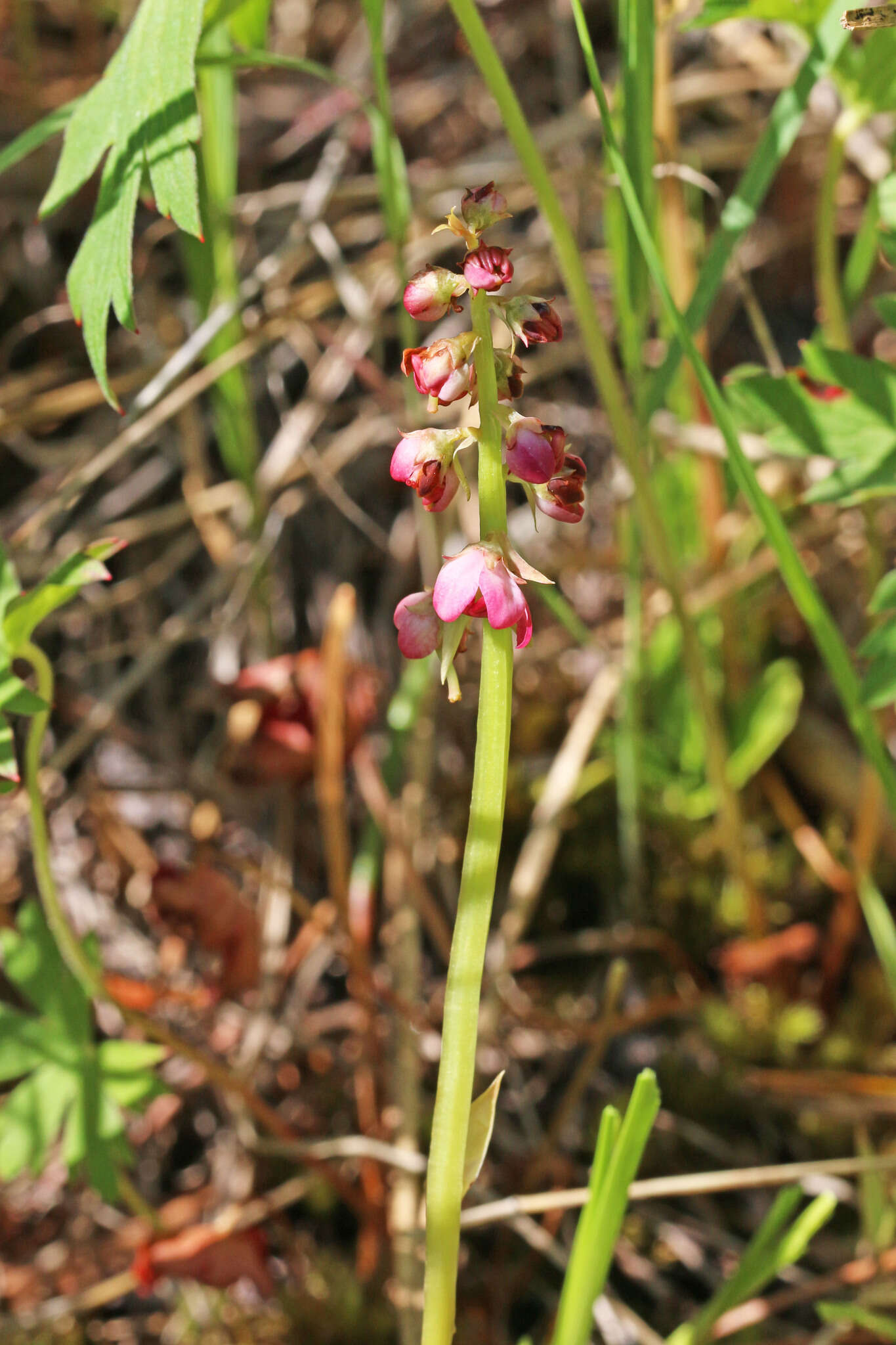 Image of liverleaf wintergreen