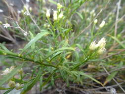 Image of Arizona baccharis