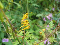 Sivun Corydalis cornuta Royle kuva