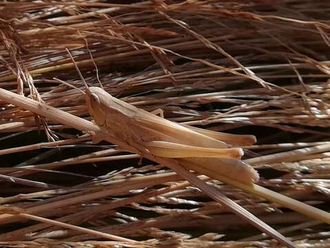 Image of Euchorthippus elegantulus Zeuner 1940