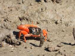 Image of Flame-backed Fiddler Crab