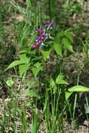 Lathyrus vernus (L.) Bernh. resmi