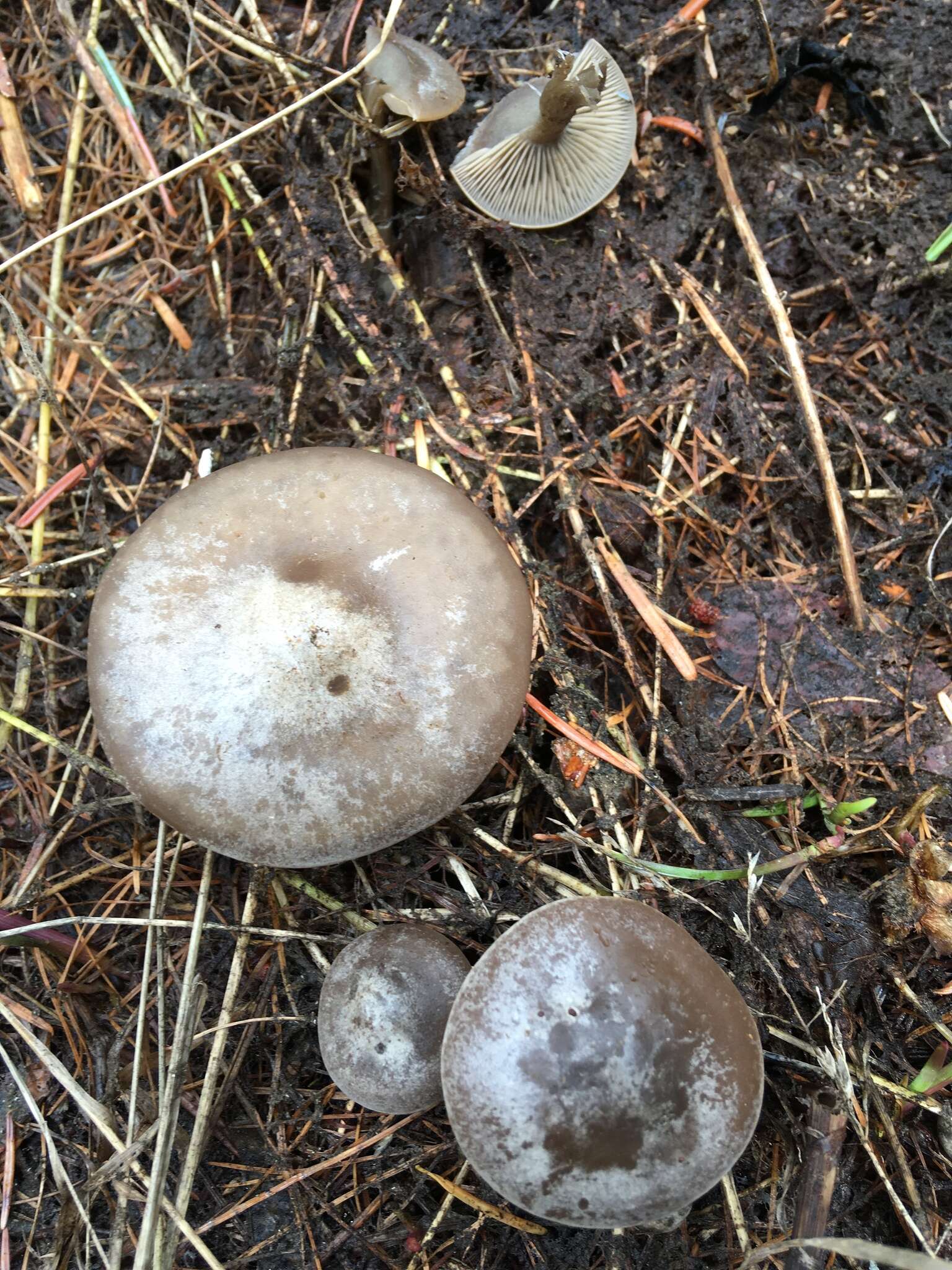 Image of Clitocybe glacialis Redhead, Ammirati, Norvell & M. T. Seidl 2000