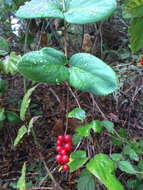 Image of pink honeysuckle