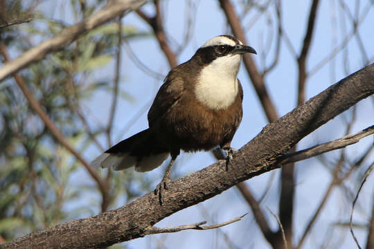 Image of Hall's Babbler