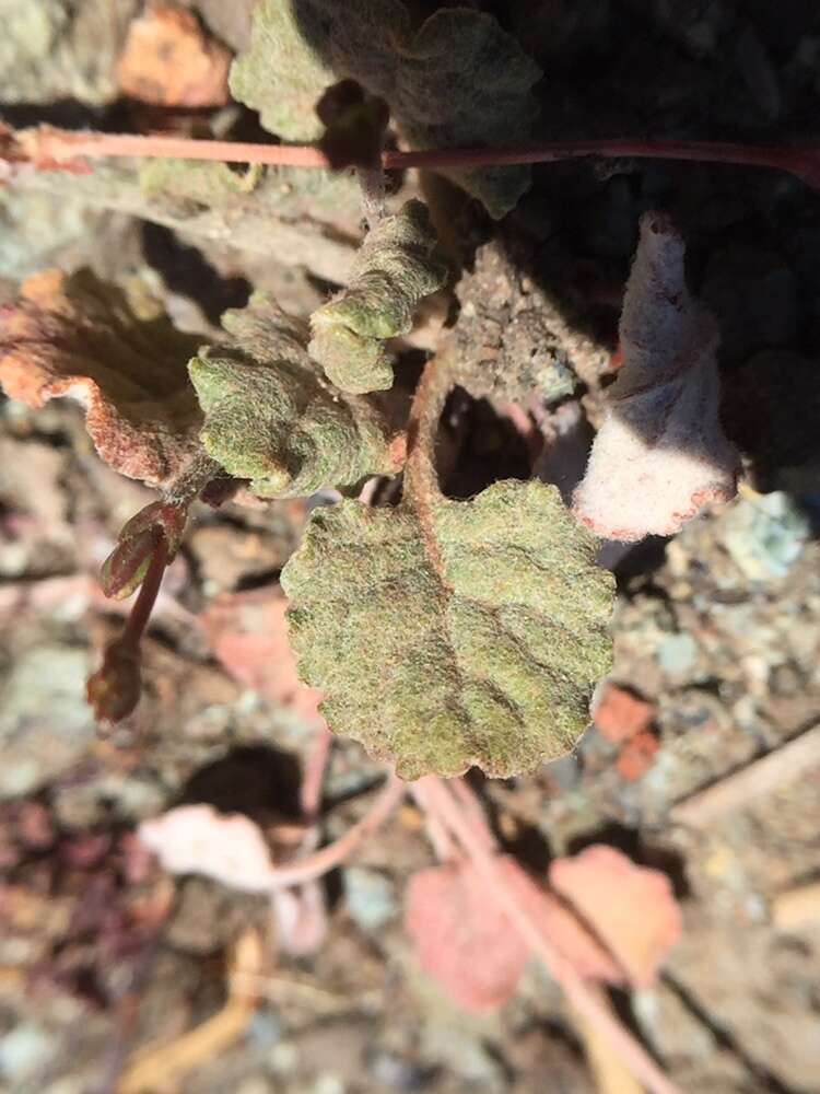 Image of goldencarpet buckwheat