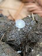 Image of Coprinopsis ephemeroides (DC.) G. Moreno 2010