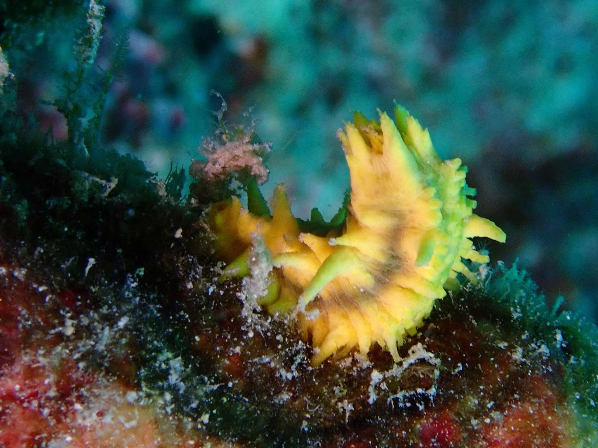 Image of robust sea cucumber