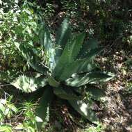 Image of Agave seemanniana Jacobi