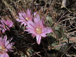 Image of Neowerdermannia chilensis Backeb.