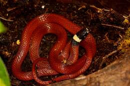 Image of Big Bend Black-headed Snake