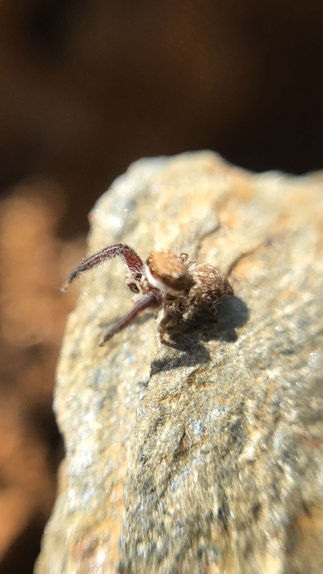 Image of Neaetha membrosa (Simon 1868)