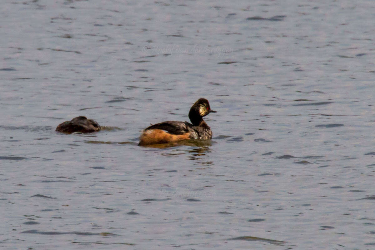 Image of Podiceps nigricollis gurneyi (Roberts 1919)