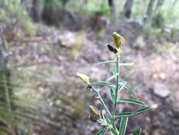 Слика од Crotalaria brevis Domin