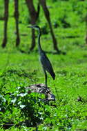 Plancia ëd Ardea melanocephala Children & Vigors 1826