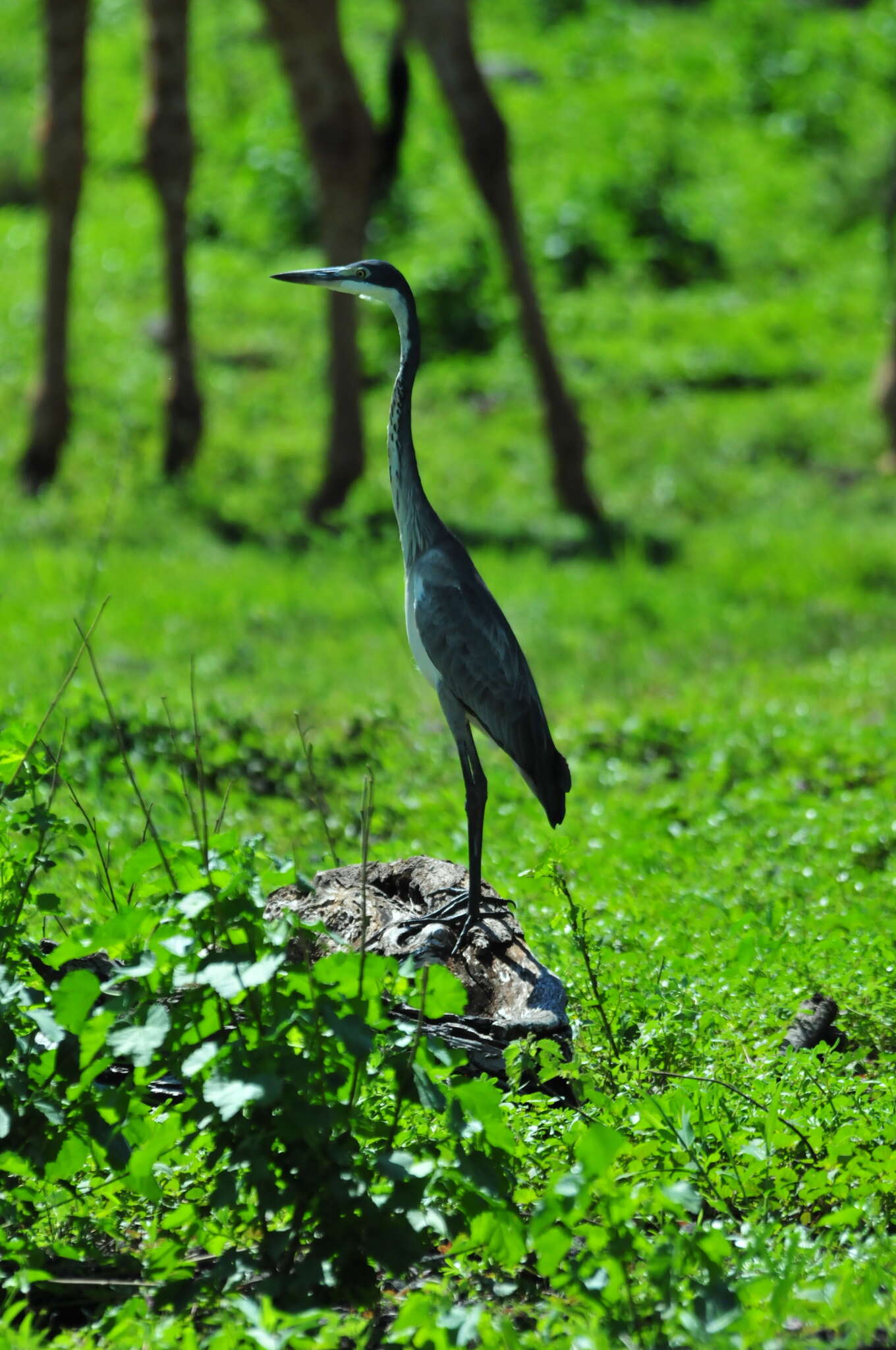 Plancia ëd Ardea melanocephala Children & Vigors 1826