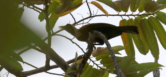 Image of Red Bird-of-Paradise