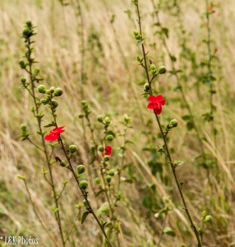 Imagem de Hibiscus aponeurus Sprague & Hutchinson