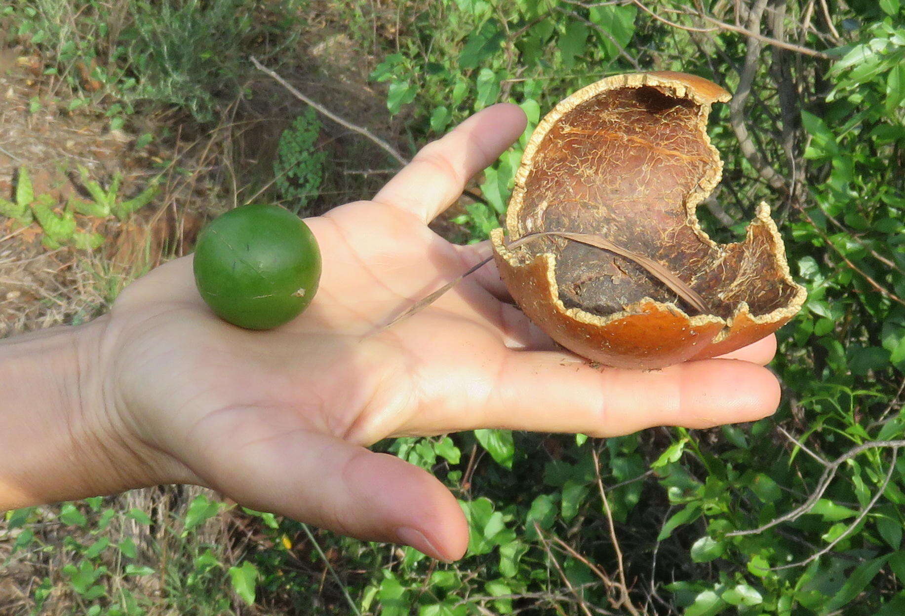 Image of Spiny-leaved monkey-orange