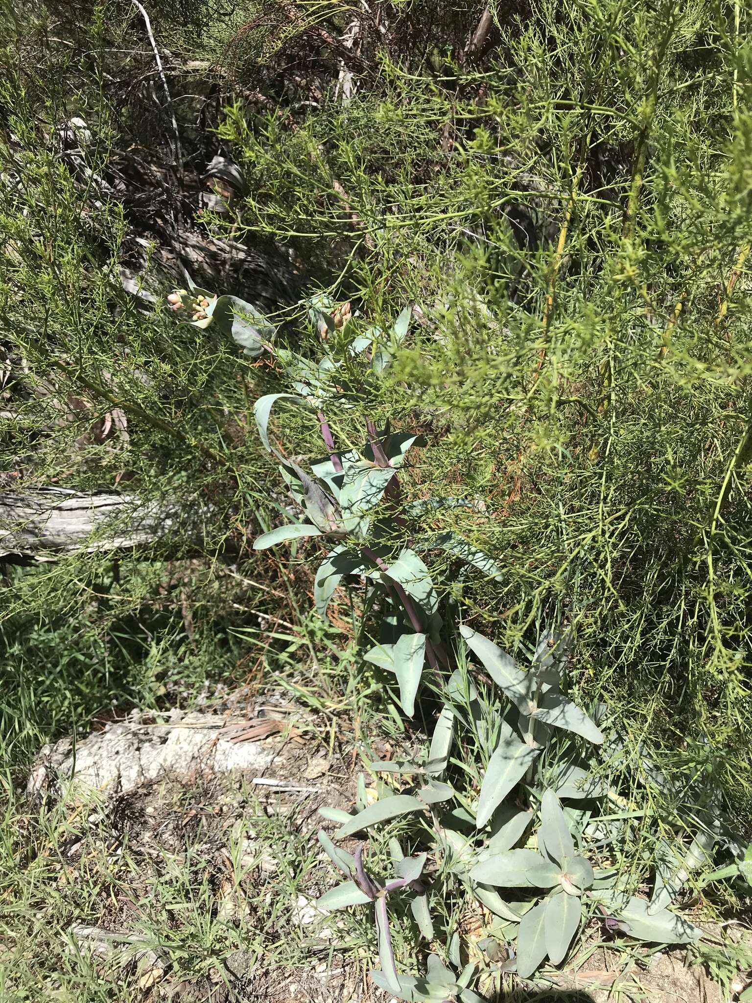 Image of foothill beardtongue