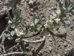 Plancia ëd Polygonum shastense Brewer ex A. Gray