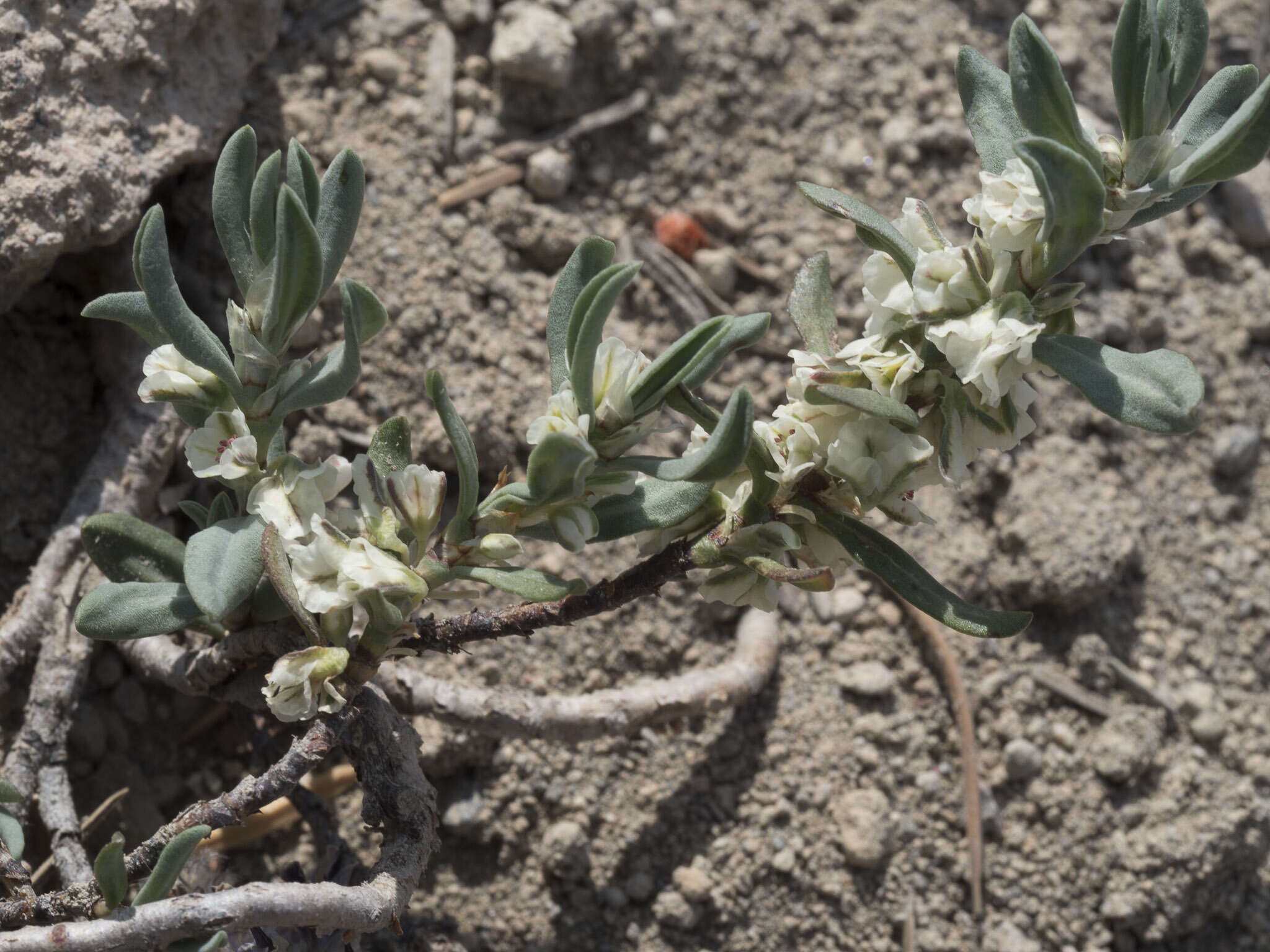 Image of Shasta knotweed