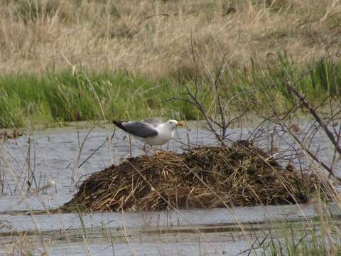 Image de Larus fuscus heuglini Bree 1876