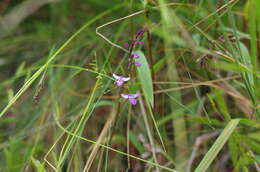 Слика од Cynorkis bimaculata (Ridl.) H. Perrier