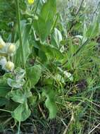 Image of Verbascum undulatum Lam.