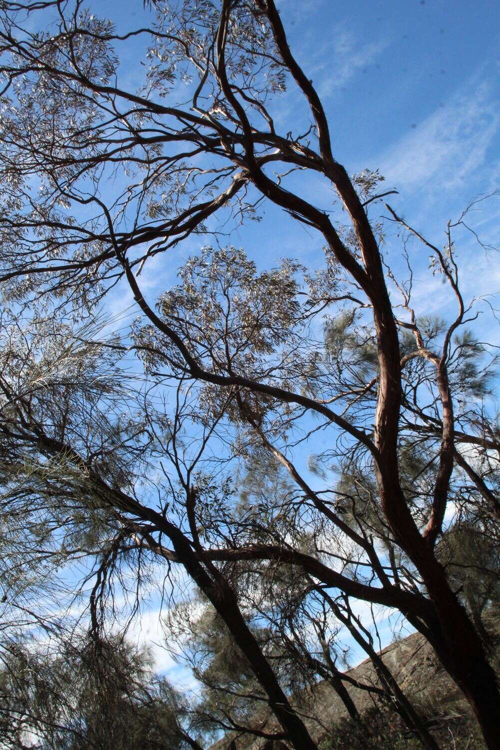 Image of Eucalyptus caesia subsp. caesia