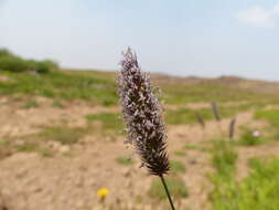 Image of alpine timothy