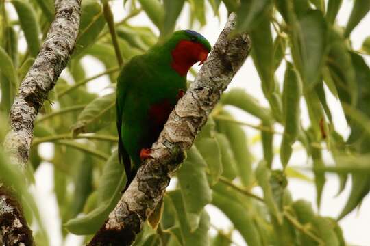 Image of Blue-crowned Lorikeet