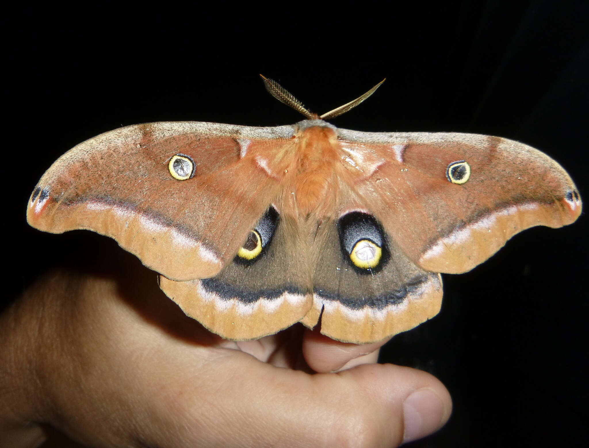 Image of Antheraea subgen. Telea Hübner (1819)