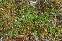 Image of Round-Leaf Willow