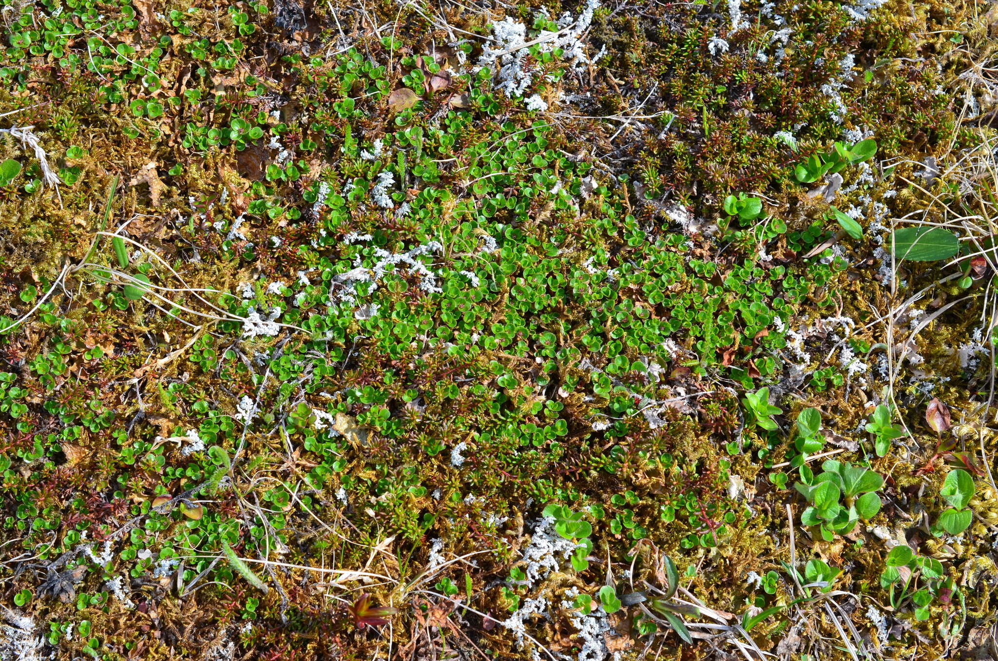 Sivun Salix rotundifolia Trautv. kuva