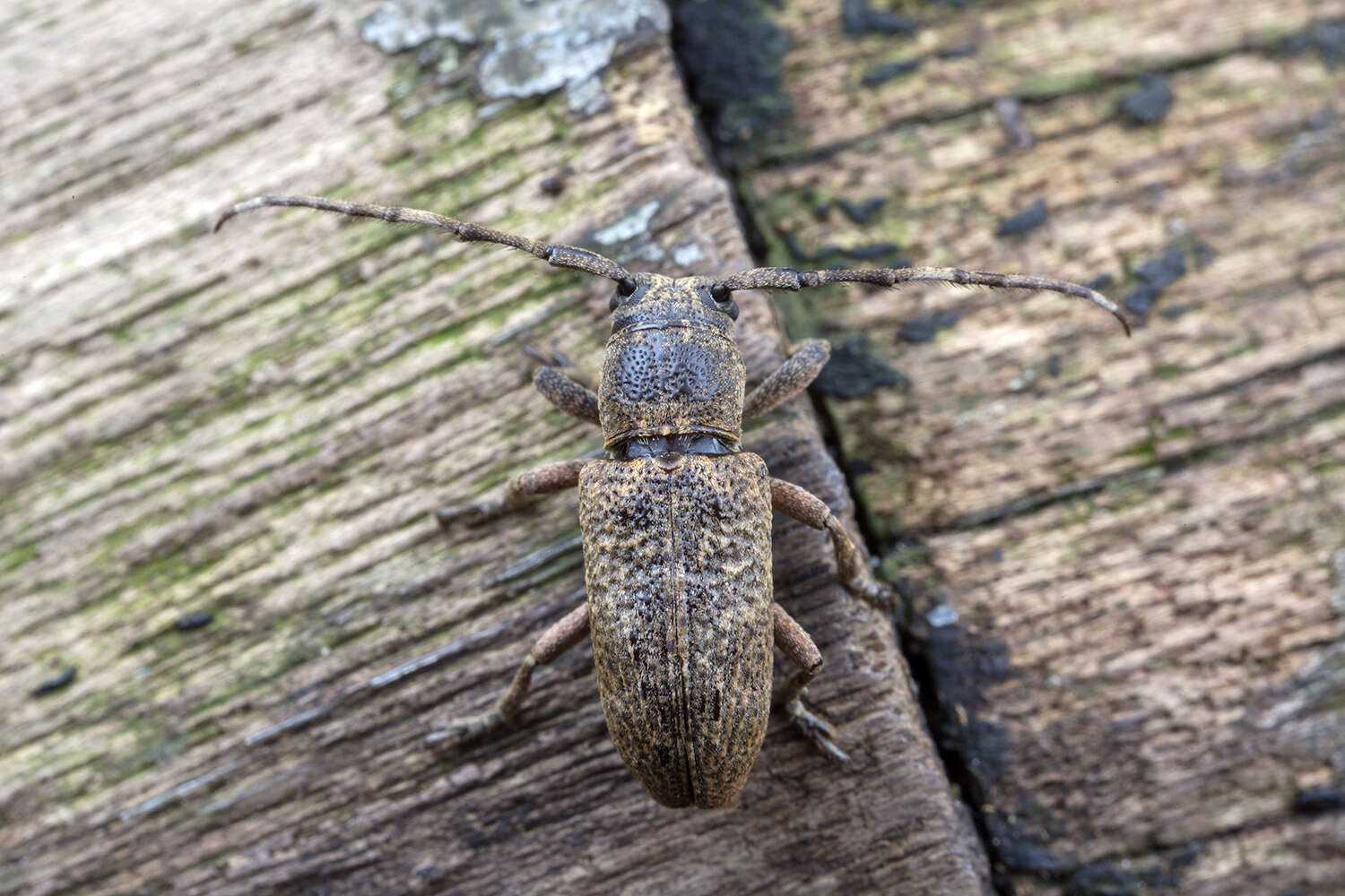 Image of Pterolophia melanura (Pascoe 1857)