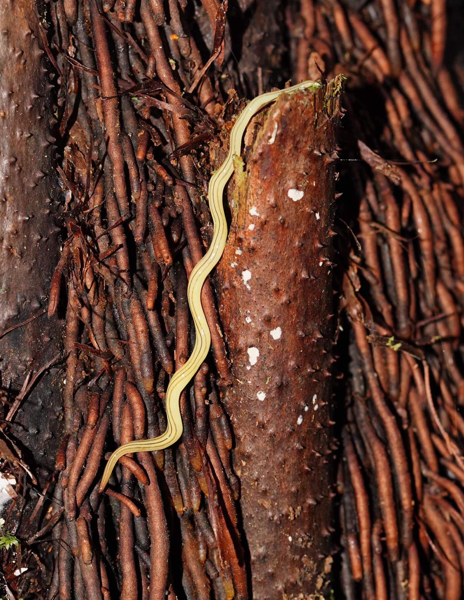 Image of Fletchamia mediolineata (Dendy 1891)