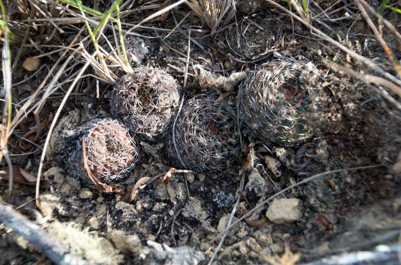 Image of Echinopsis arachnacantha (Buining & F. Ritter) H. Friedrich