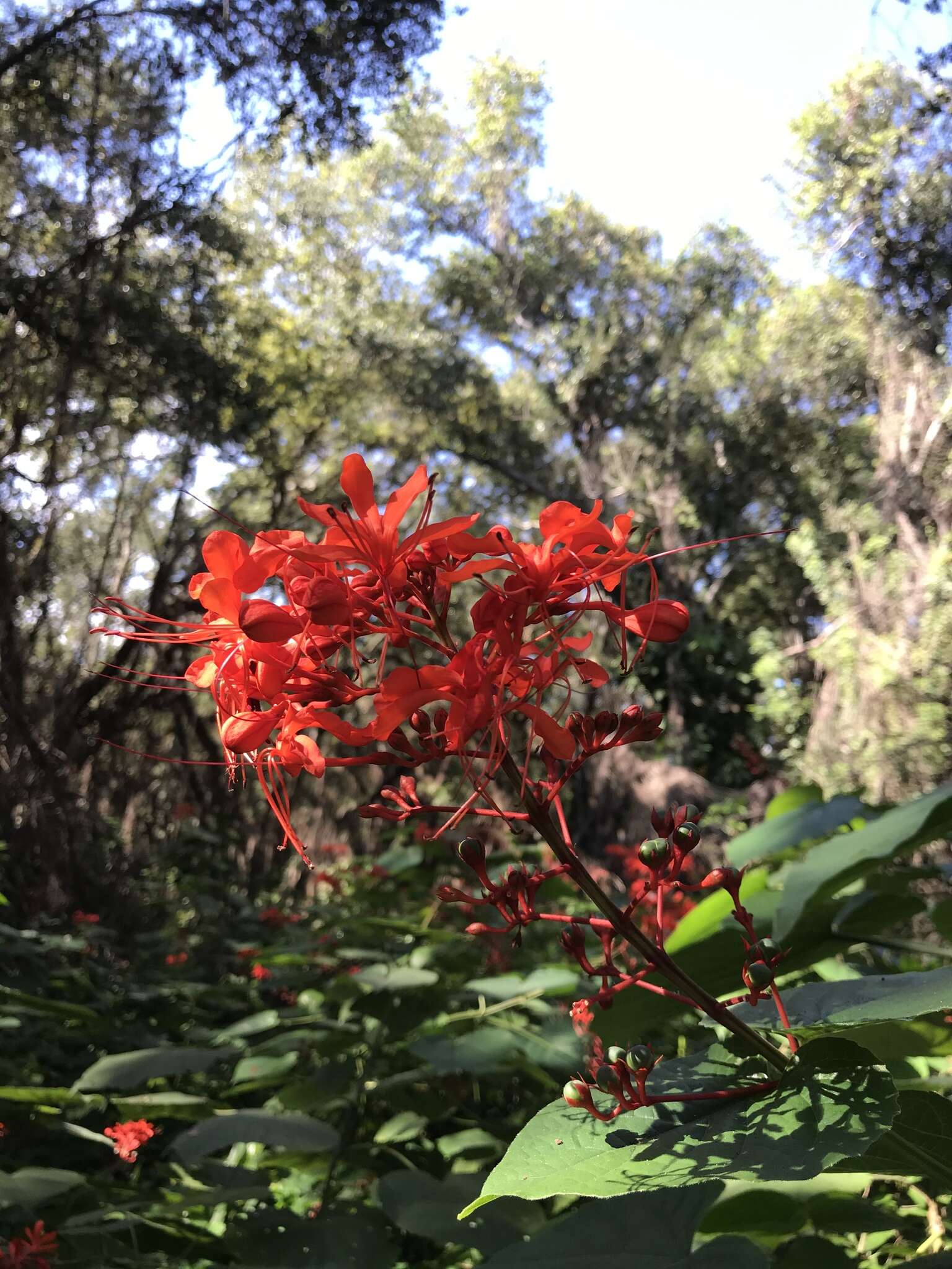 Imagem de Clerodendrum speciosissimum Drapiez