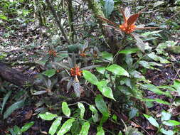 Imagem de Columnea calotricha Donn. Sm.