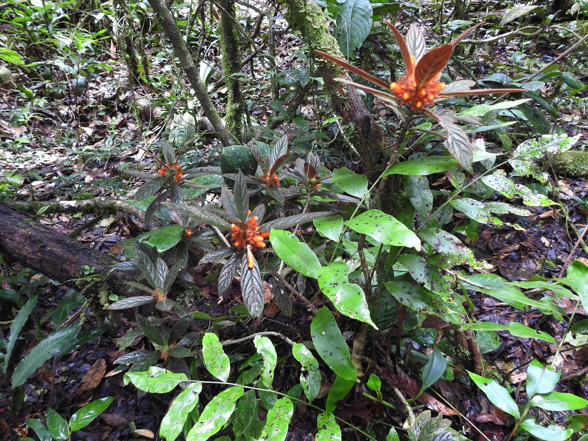 Imagem de Columnea calotricha Donn. Sm.