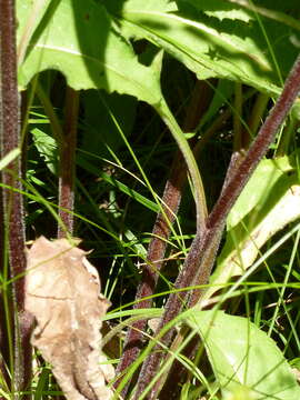 Image of Centaurea phrygia subsp. pseudophrygia (C. A. Mey.) Gugl.