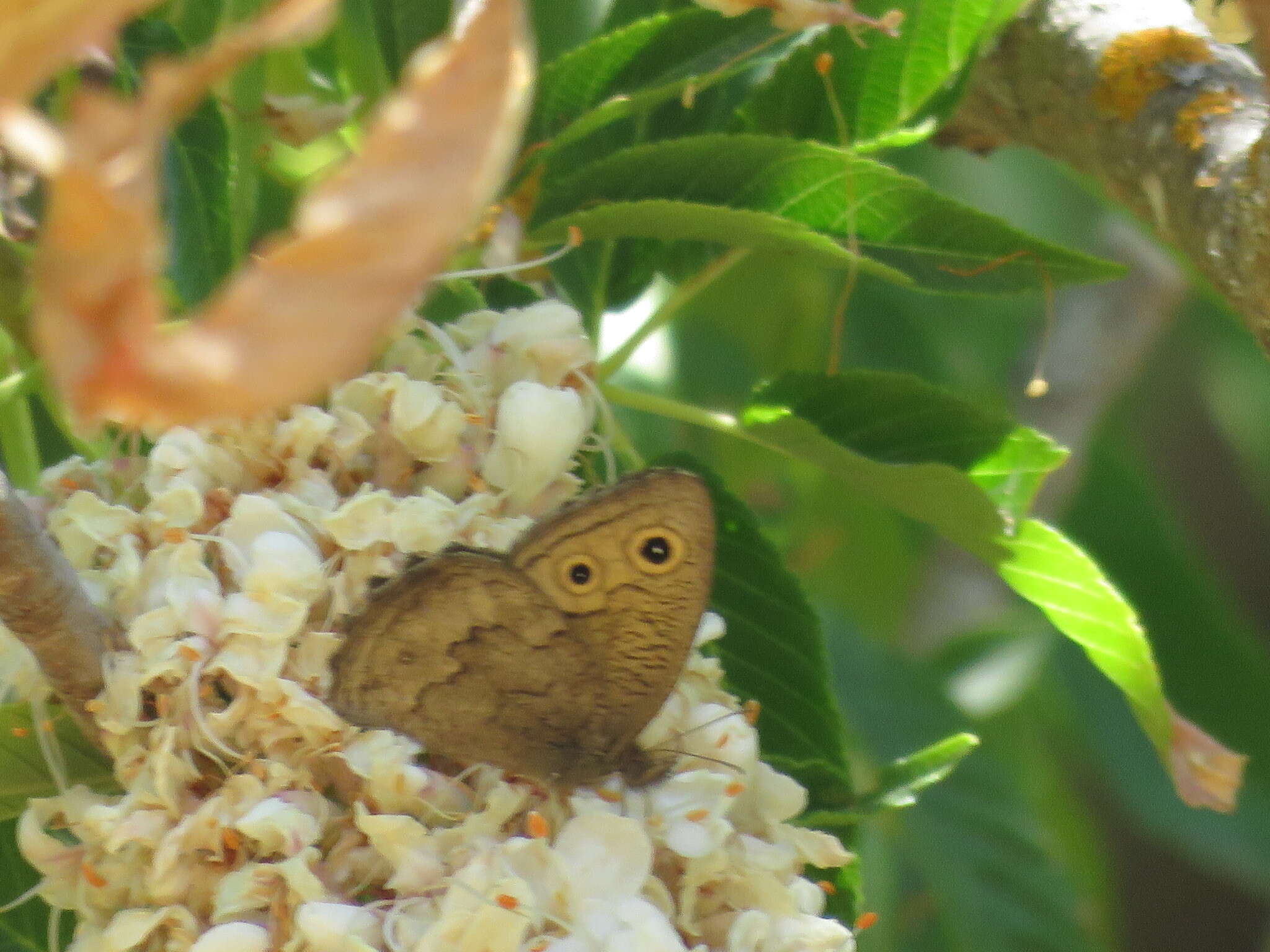 Image of Great Basin Wood Nymph