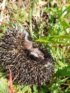 Image of South African Hedgehog