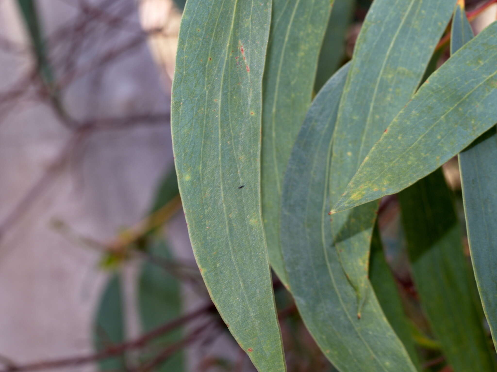 Plancia ëd Eucalyptus pauciflora subsp. pauciflora