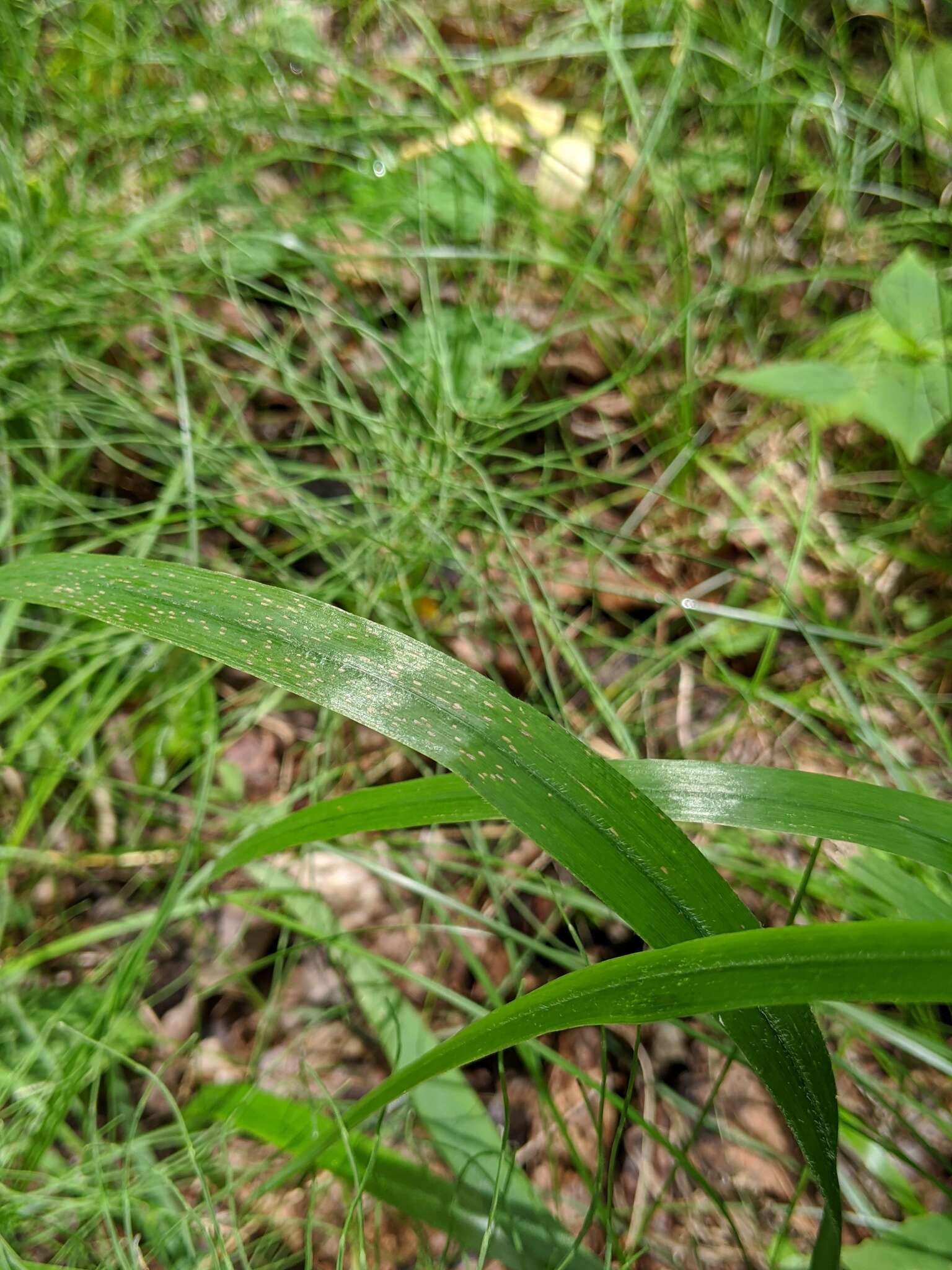 Image of Nottoway Valley brome